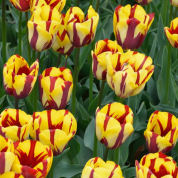 Tulipn tardo 'Helmar'